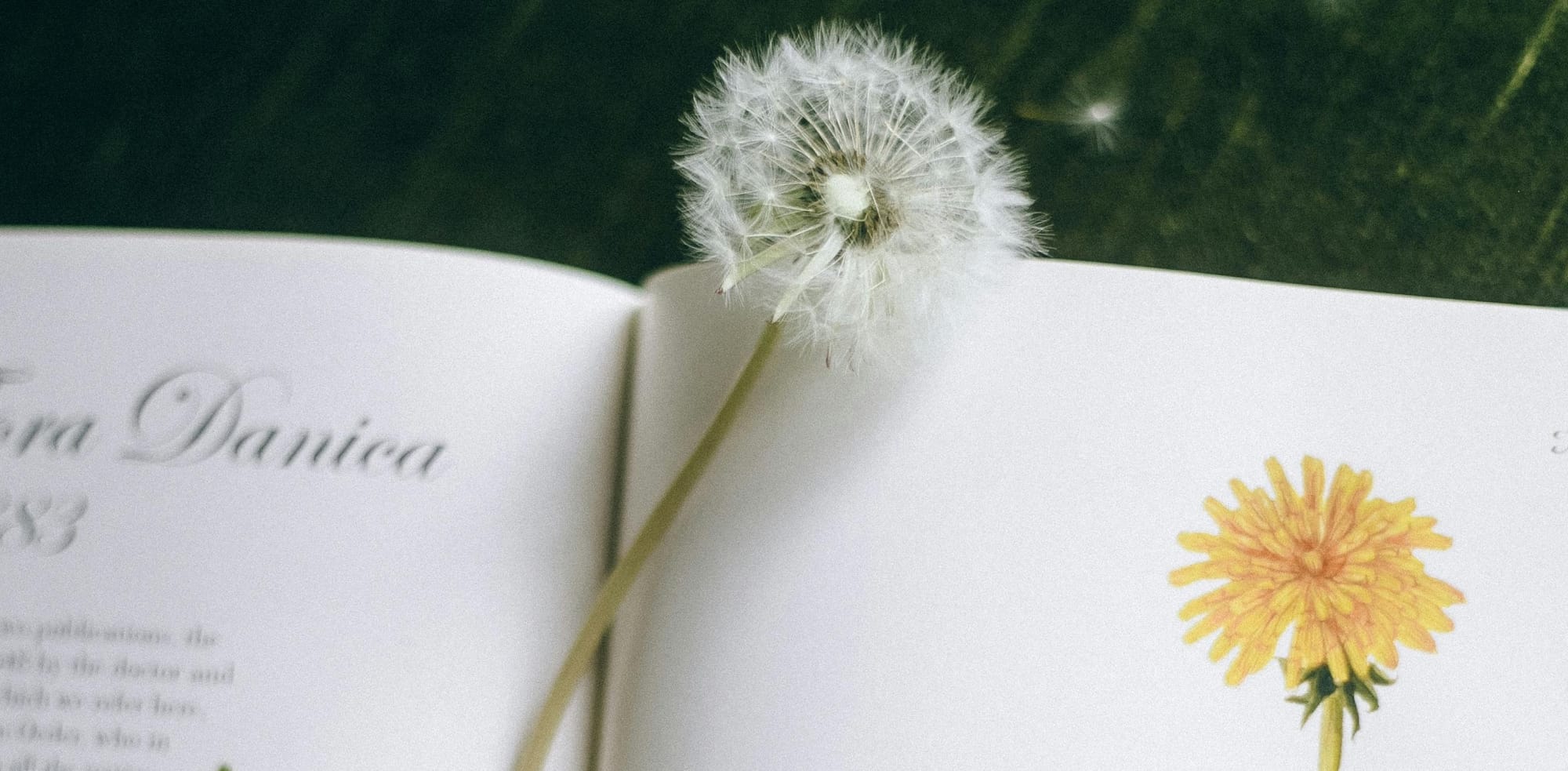 Recent Reads - Dear Dandelion